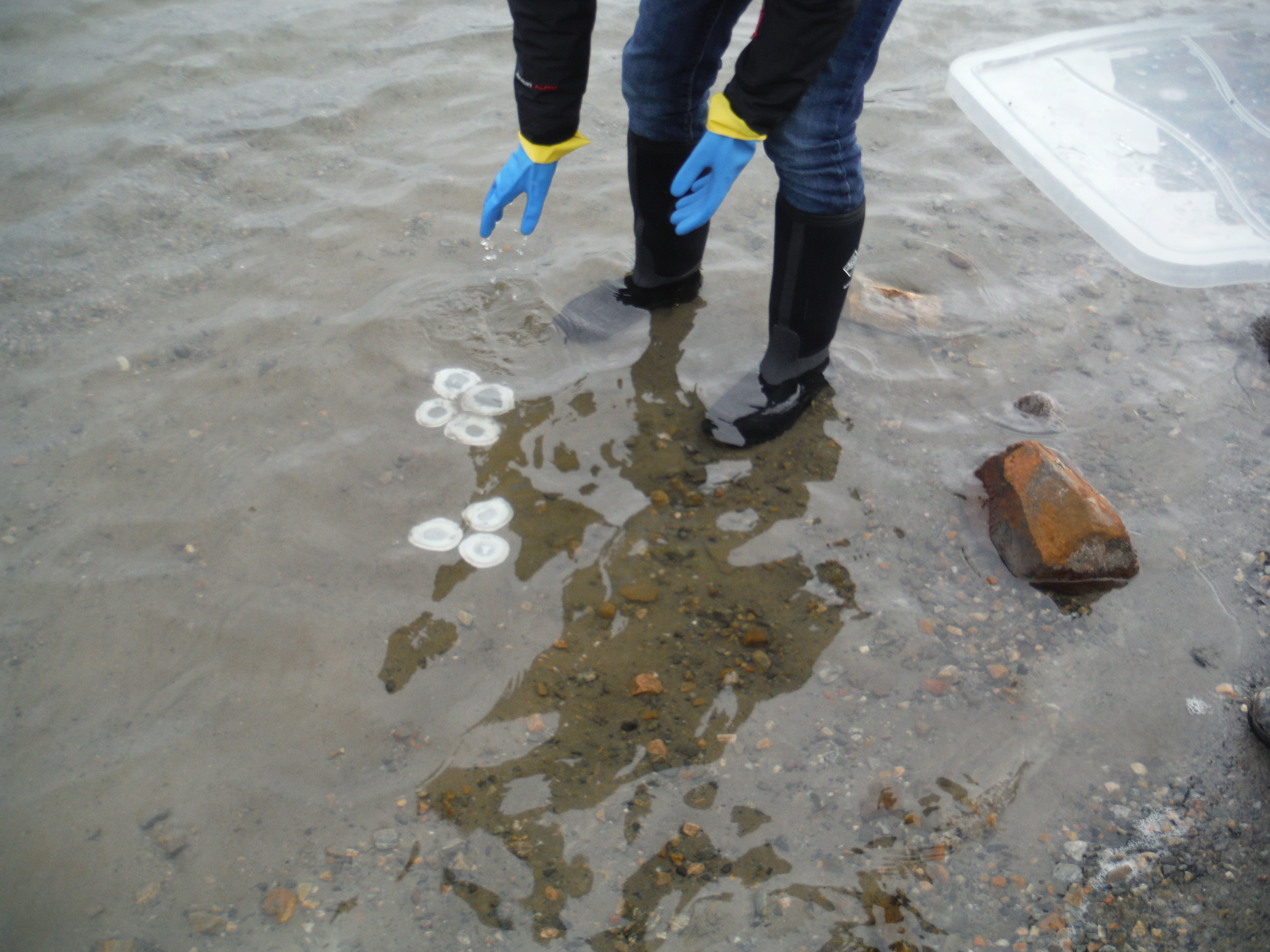 Setting Bacterial Traps