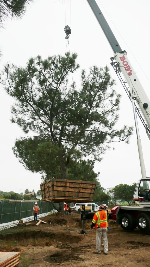 Relocating Torrey Pine trees at JCVI La Jolla