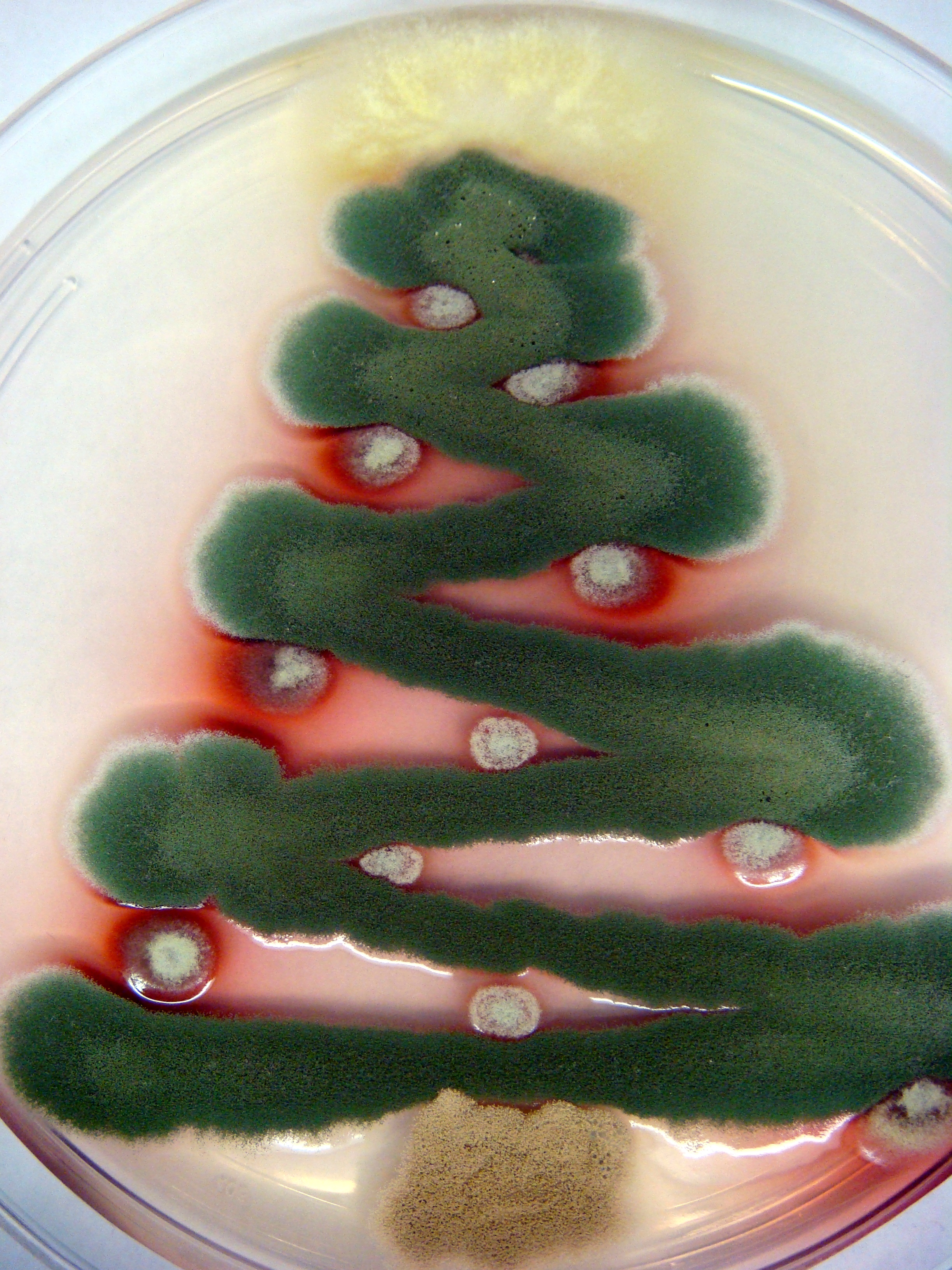 Fungal Christmas tree. Top: Talaromyces stipitatus; Tree: Aspergillus nidulans; Ornaments: Penicillium marneffei; Trunk: Aspergillus terreus.