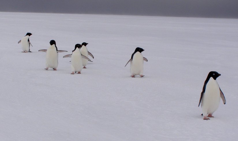 A group of Adelie penguins waddle up from the polynya just north of camp