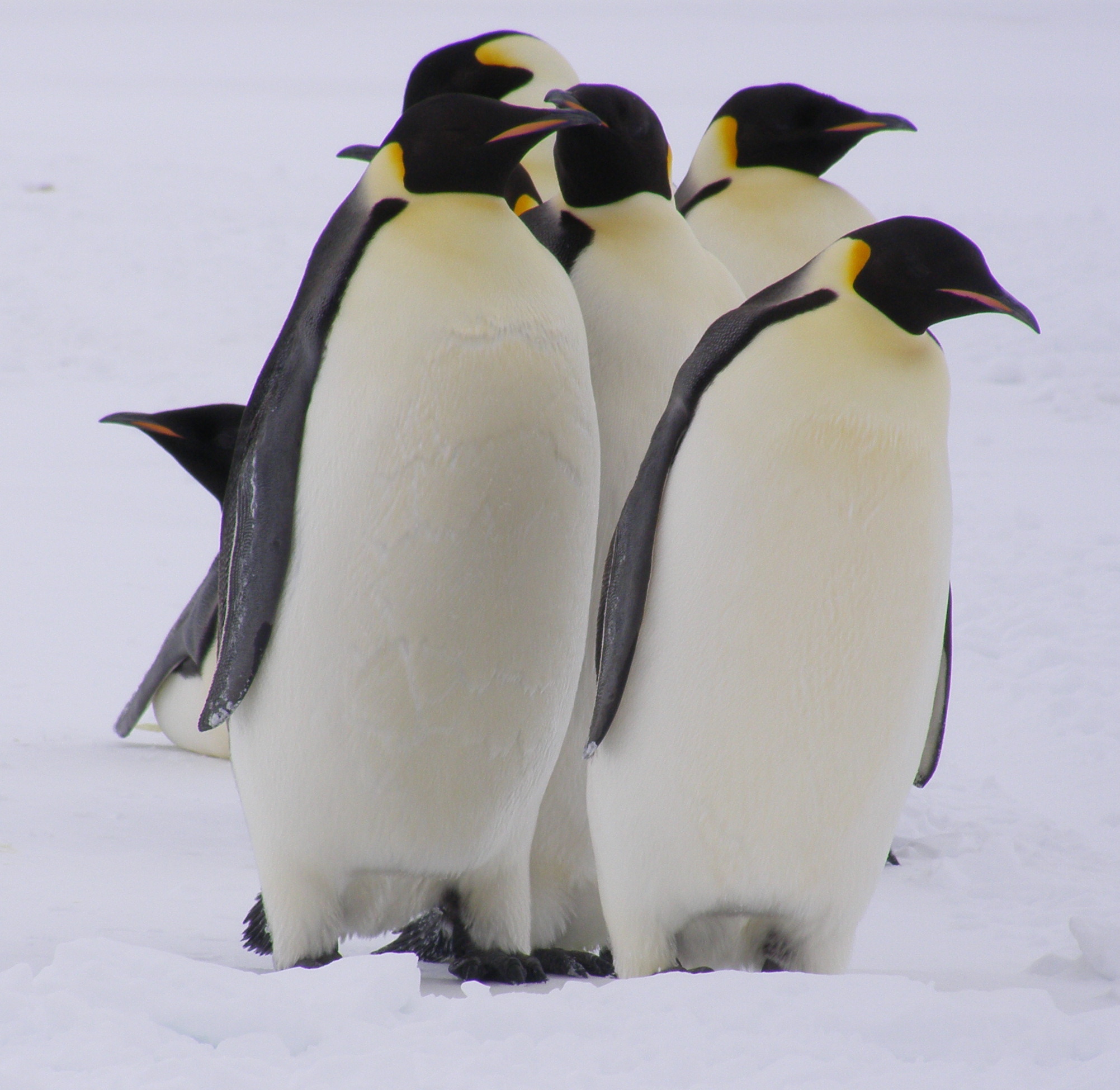 The Emperor penguins get together and seem to conference about the intentions of these strange red-jacketed aliens who have landed on the sea-ice.