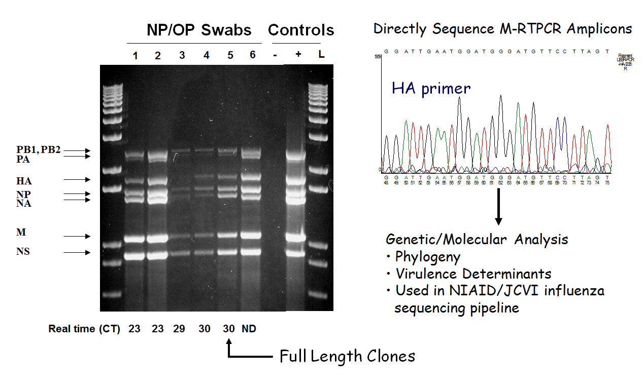Influenza Genome Amplification Directly From Clinical Specimens (Zhou, B., M. E. Donnelly, D. T. Scholes, K. St.George, M. Hatta, Y. Kawaoka, and D. E. Wentworth. 2009. J.Virol. 83:10309-10313.).