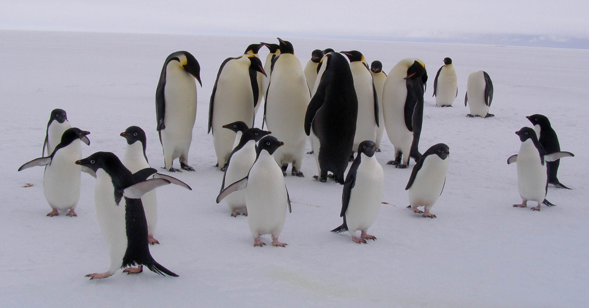 An Adelie (foreground) and Emperor penguin social