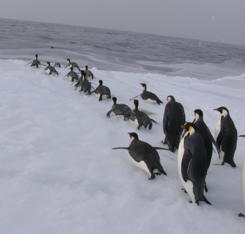 While we were packing our gear the emperor penguins sensed the show was over and they queued up to return to the sea.