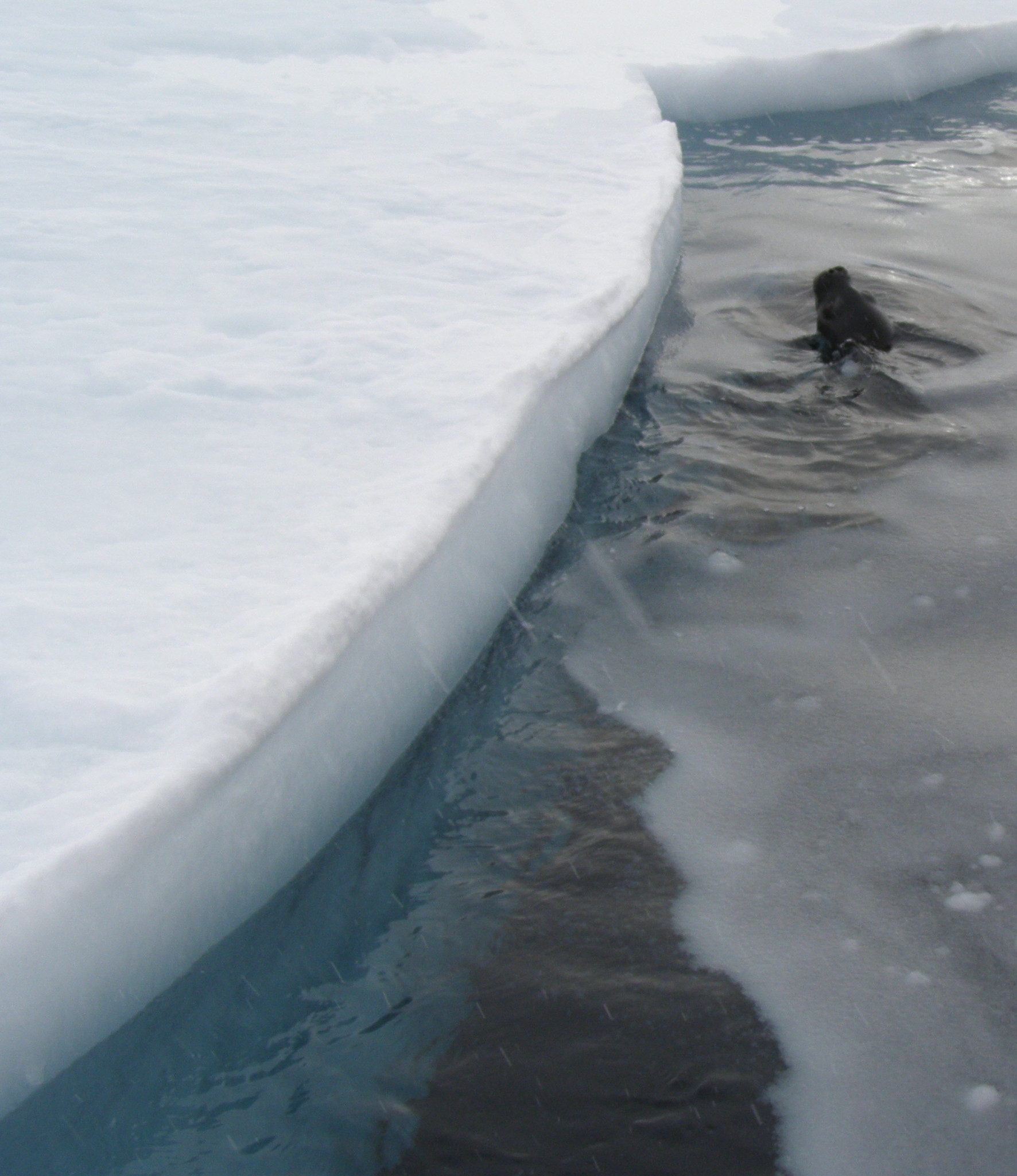 The bottom of the sea ice can be seen in this picture. A nearby Weddell Seal watched us.