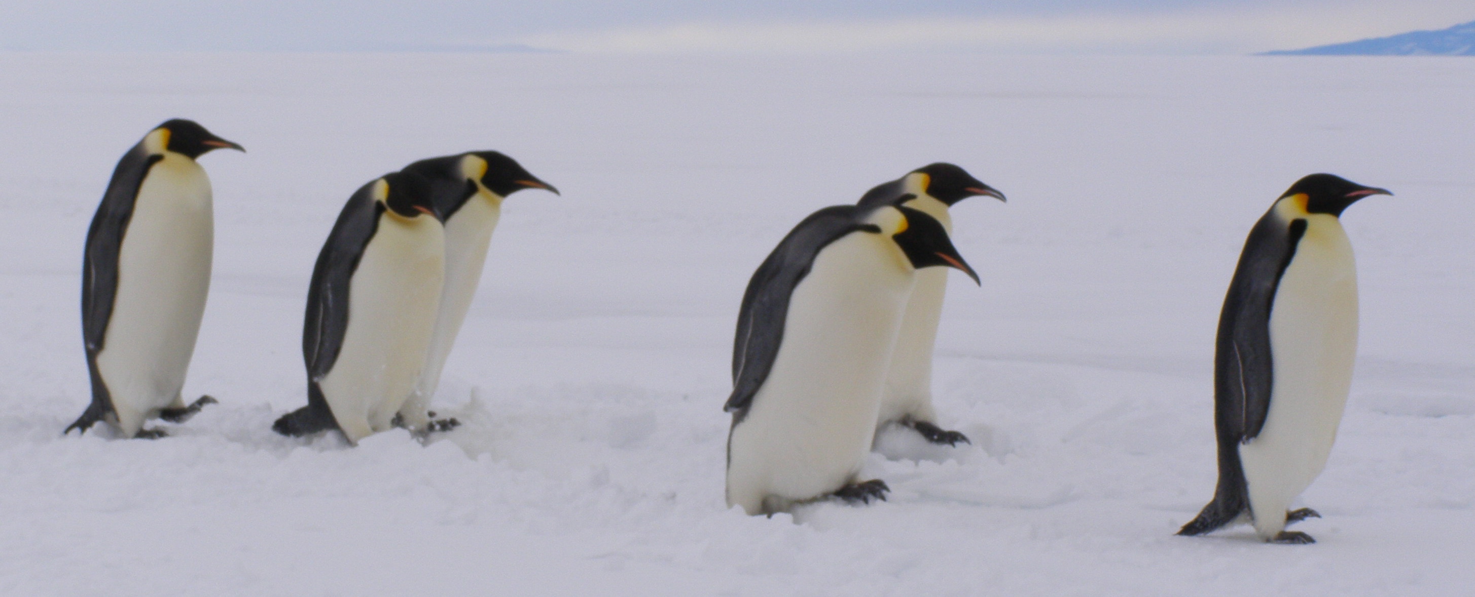 Eventually they decide we aren't all that interesting, and they walk off to the north