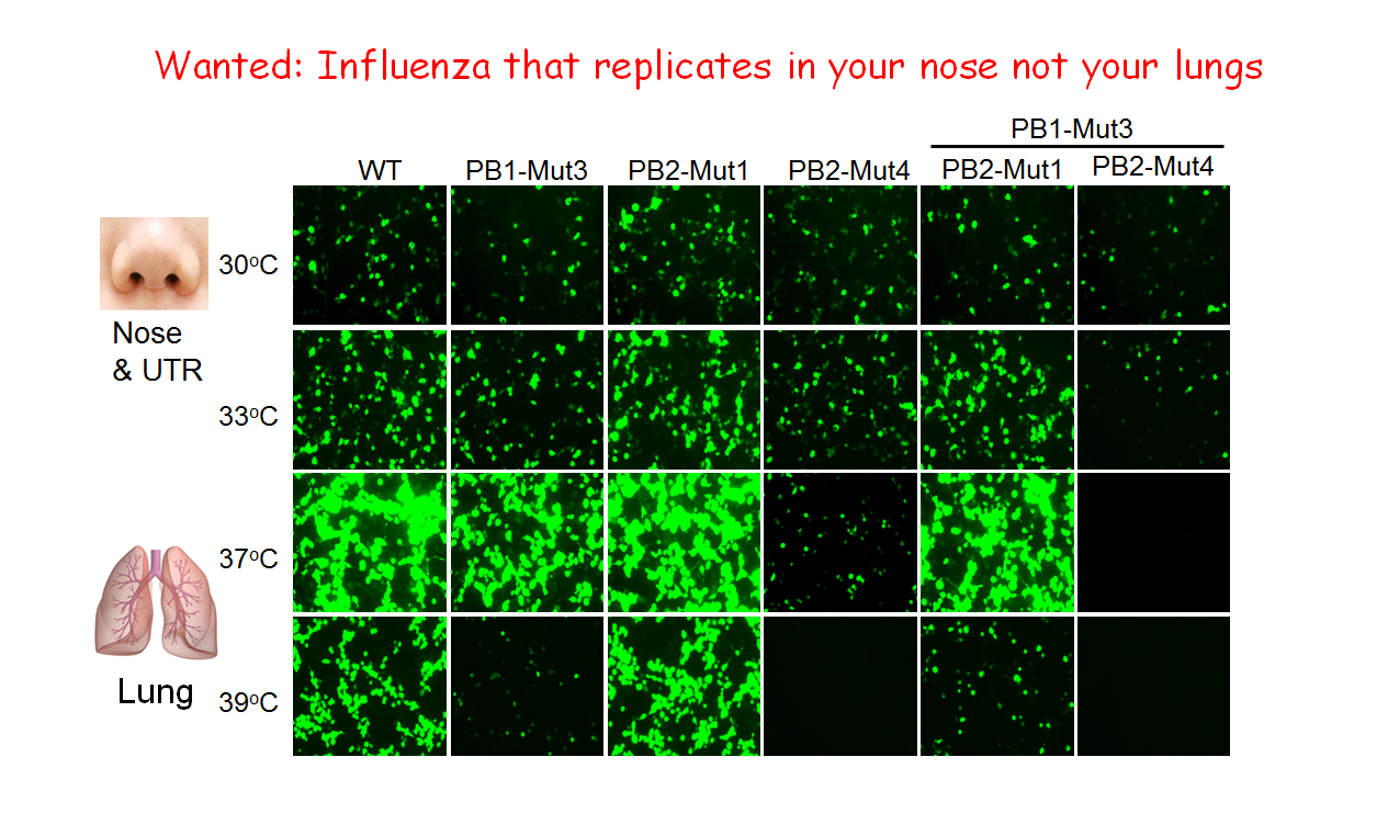 New Live Attenuated Vaccine Approaches. Figure shows influenza RNA polymerase activity (GFP) at various temperatures. Mutations engineered into the genome (PB1-Mut3, PB2-Mut4) synergize and inhibit replication at higher temperatures of the lung (37 C) or fever (39 C).