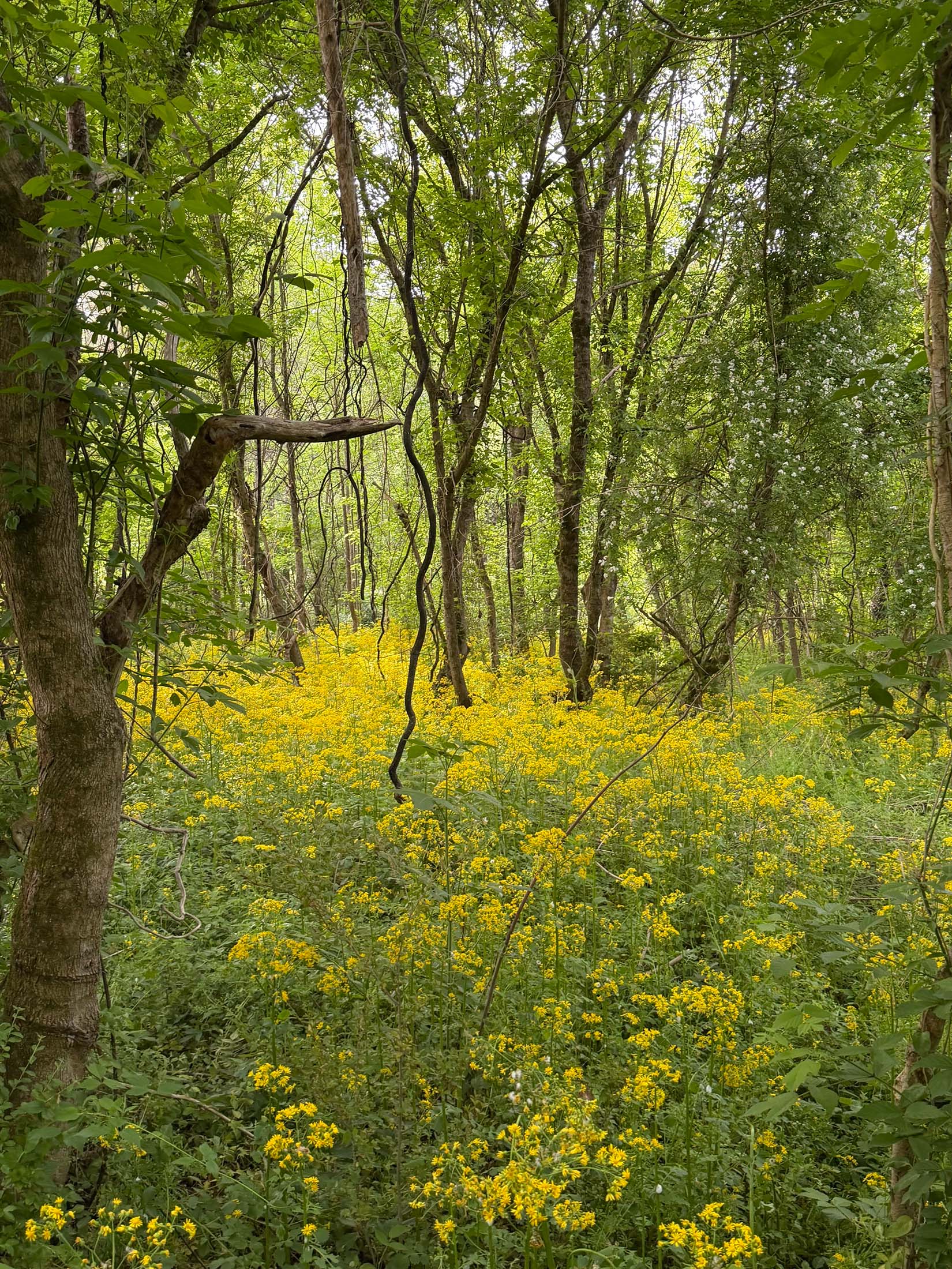 Hollywood Cemetery cleanup scene