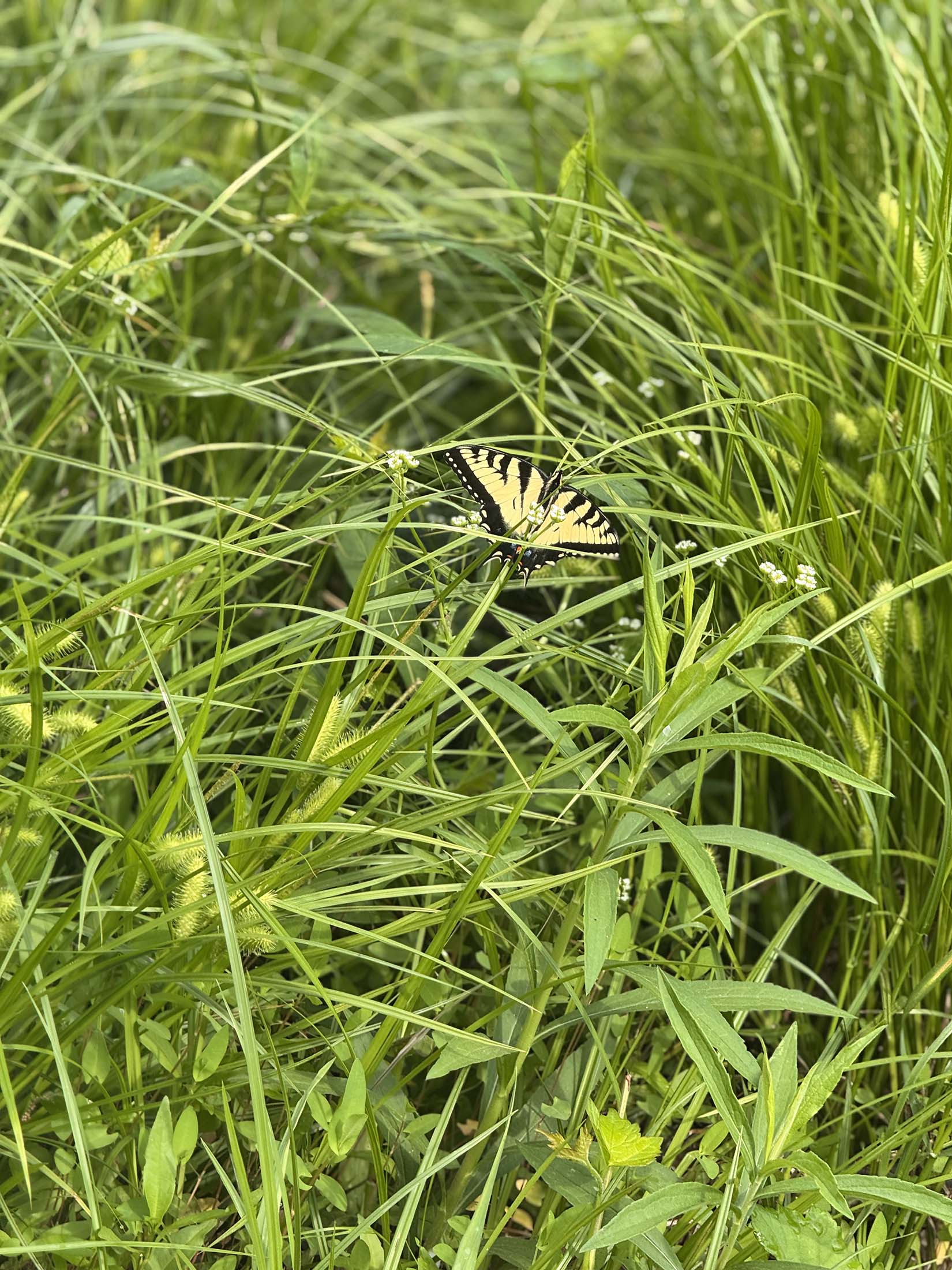 Butterfly at Hollywood Cemetery