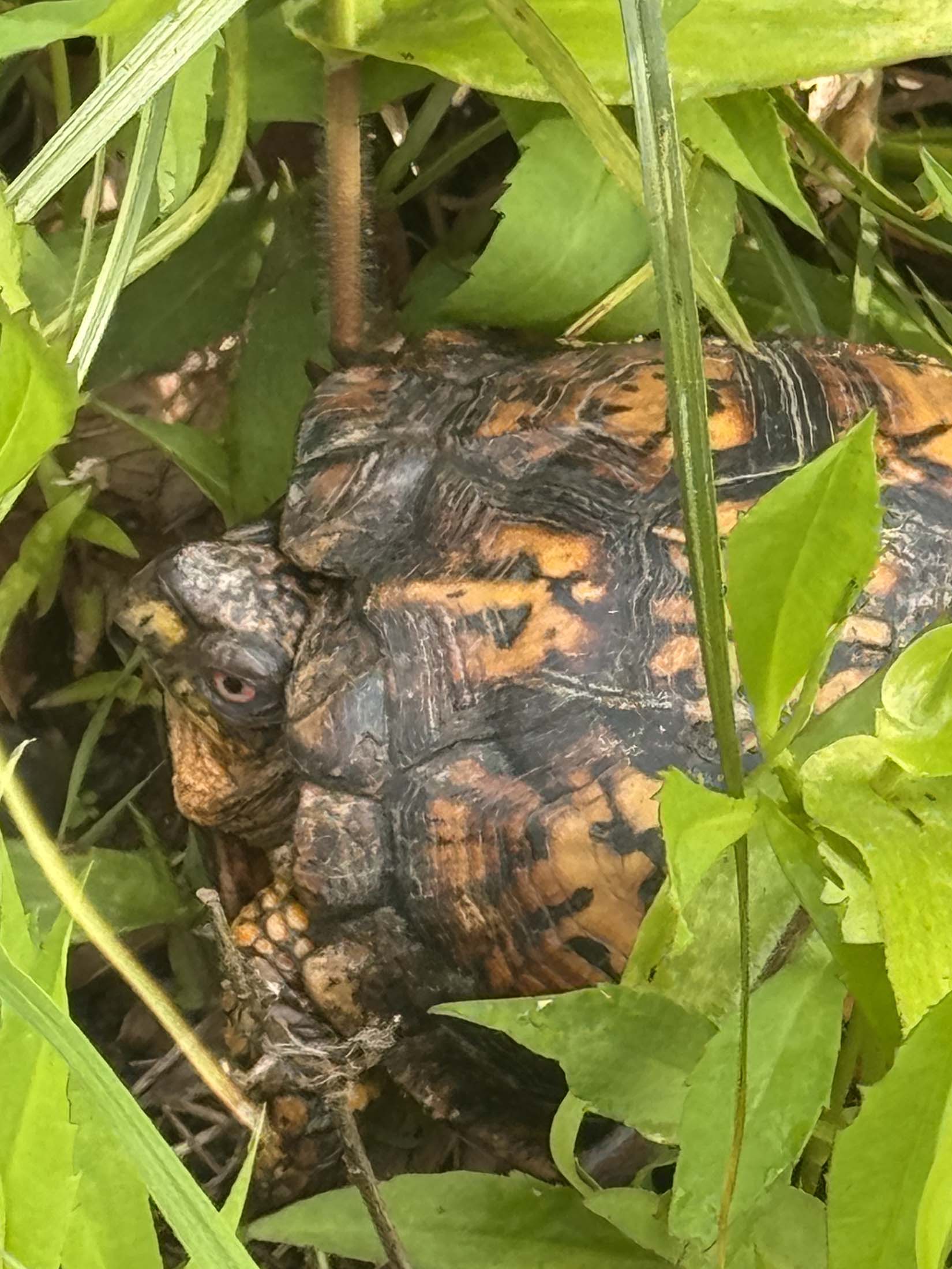 Native box turtle in the brush