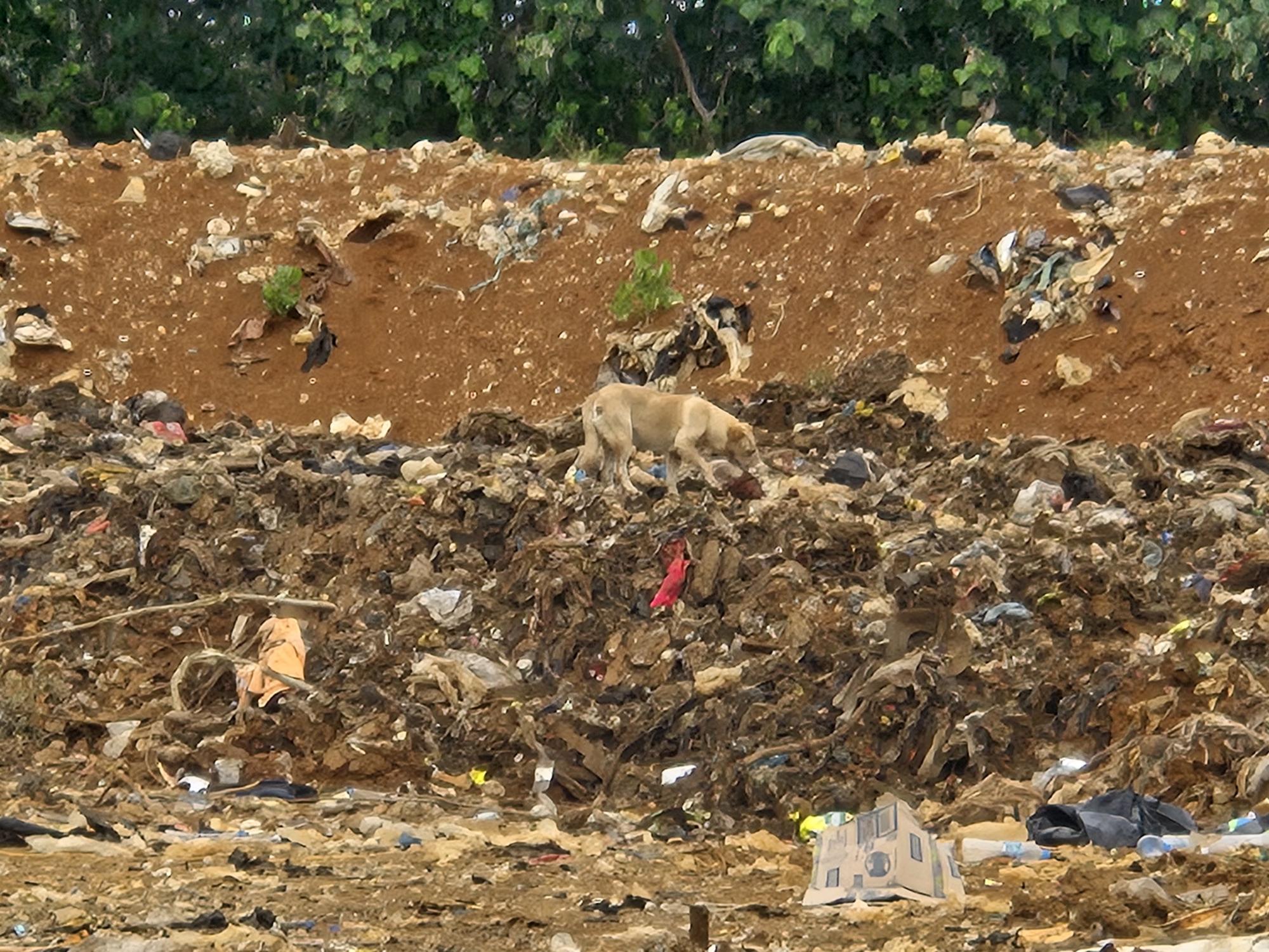 A dog can be seen at the Vava’u Landfill