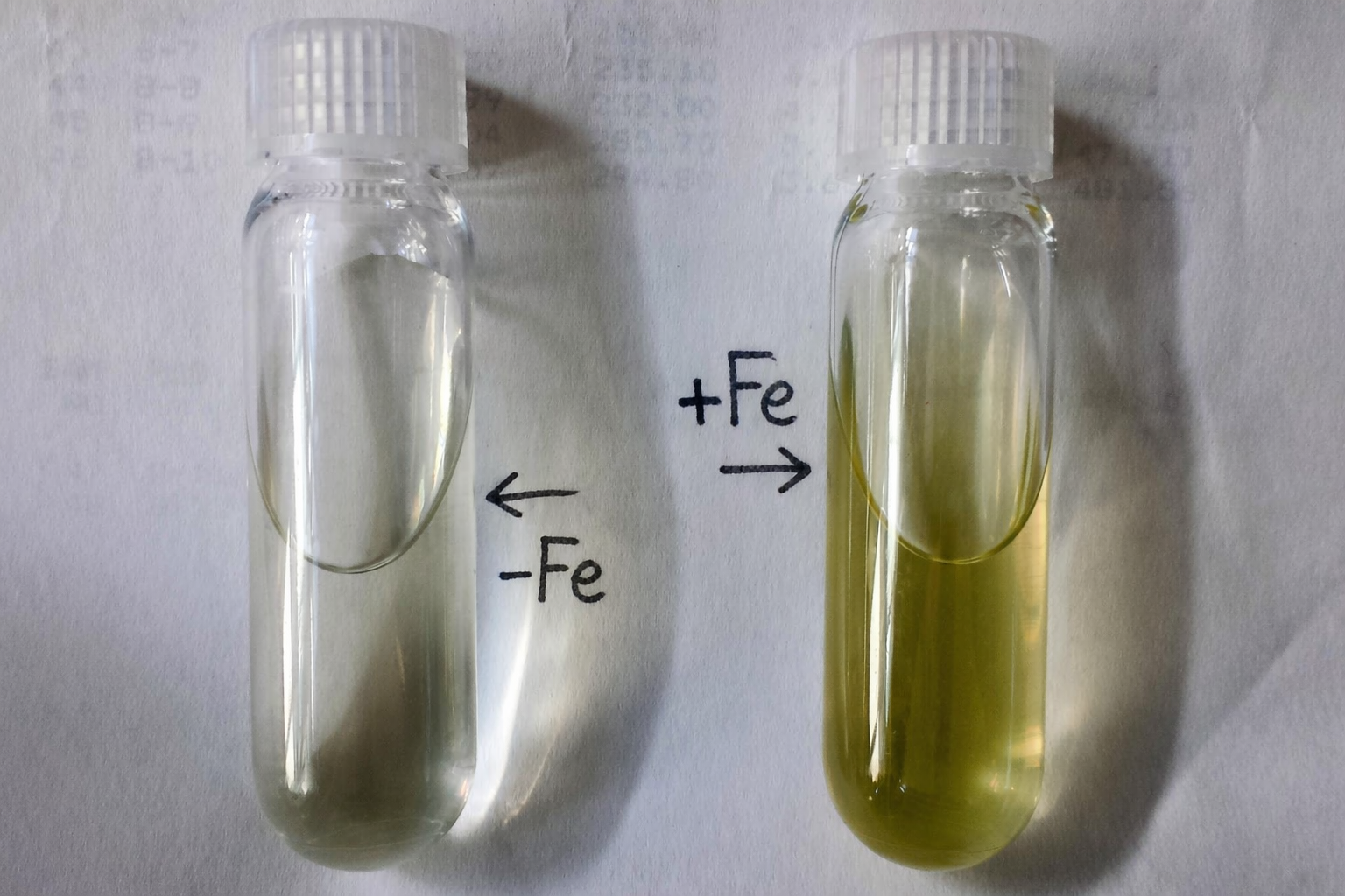 Cultures of P. calceolata with and without added iron.